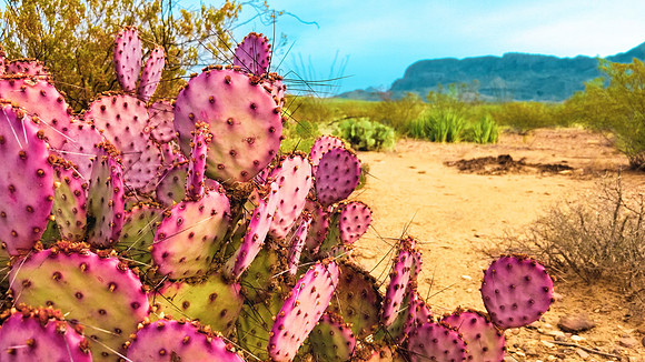 Color Pop Cactus-SCG-161632