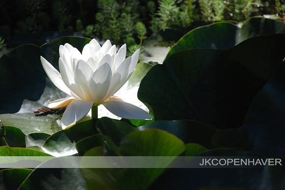 DSC_0427 One Lotus