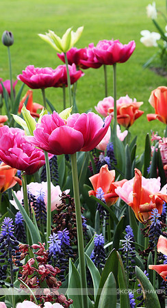 Amsterdam Flower Bed Panels-2