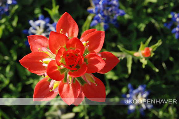 DSC_0103 Indian Paintbrush