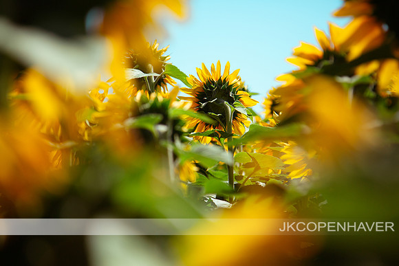 ND Sunflower-3816