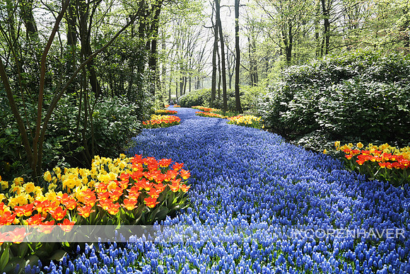 Amsterdam River of Flowers